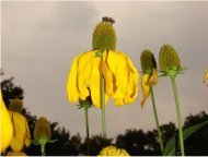 Bij op dorre bloem