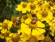 Bij op gele bloem