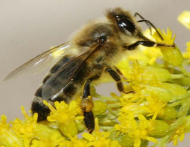 Apis mellifera carnica